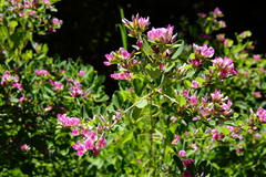 Lespedeza cyrtobotrya