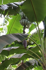 Musa