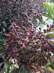 Magnoliopsida