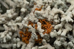 Polycauliona coralloides