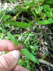 Urtica perconfusa