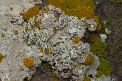 Lecanora phryganitis