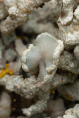 Lecanora phryganitis