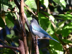 Thraupis sayaca