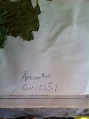 Amaranthus