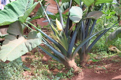 Xanthosoma
