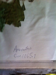 Amaranthus