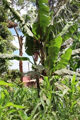 Musa