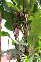 Musa