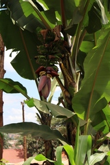Musa