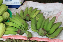 Musa
