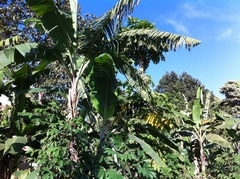 Musa