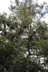 Bubulcus ibis