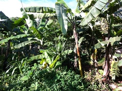 Musa