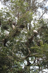 Bubulcus ibis