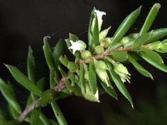 Styphelia margarodes