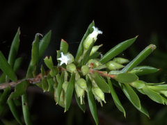 Styphelia margarodes