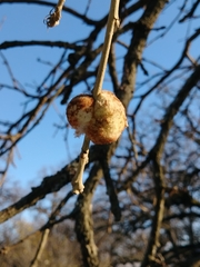 Striatoandricus aciculatus