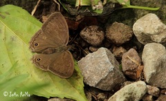 Cissia themis