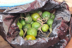 Solanum
