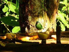 Dacnis cayana
