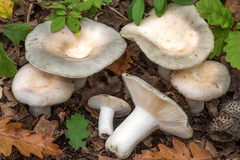 Russula pseudoaeruginea