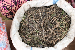 Solanum