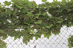 Luffa
