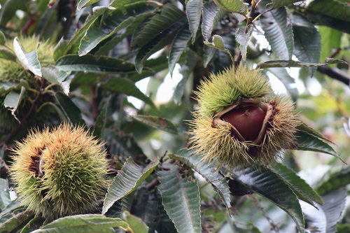 Japanese Chestnut