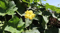 Luffa