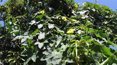 Luffa