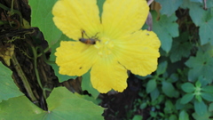 Luffa