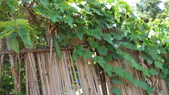 Luffa