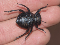 Gonopus