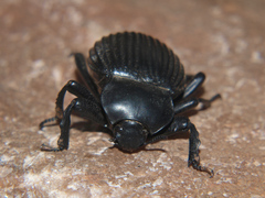 Gonopus
