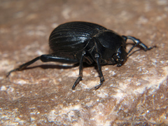 Gonopus