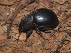 Ocnodes scrobicollis