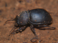 Ocnodes scrobicollis