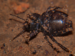 Ocnodes scrobicollis
