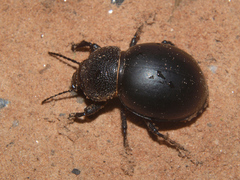 Ocnodes scrobicollis
