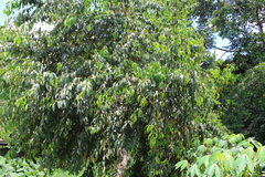 Magnoliopsida