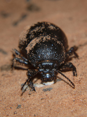 Ocnodes scrobicollis