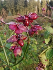 Leycesteria formosa