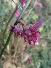 Leycesteria formosa