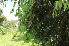 Magnoliopsida
