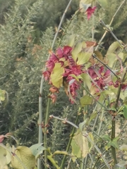 Leycesteria formosa