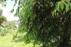 Magnoliopsida