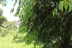 Magnoliopsida