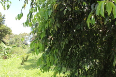 Magnoliopsida