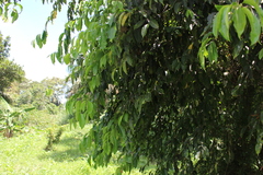 Magnoliopsida